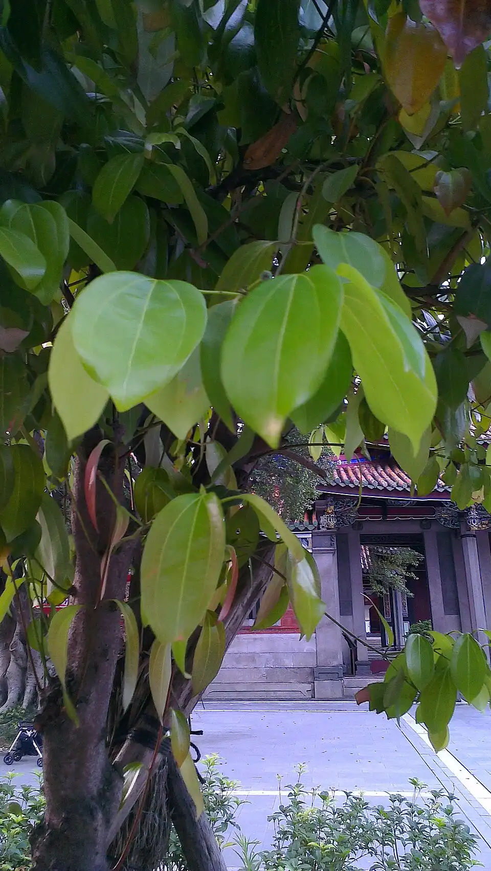 药材图